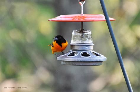 the garden-roof coop: DIY Oriole Feeder