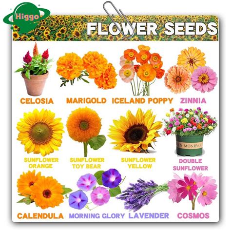 Flower Seeds Sunflower Celosia Chamomile Petunia Mixed Marigold Plant ...