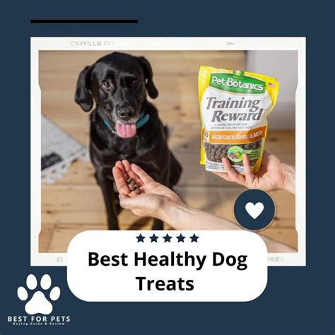 The 12 Best Healthy Dog Treats