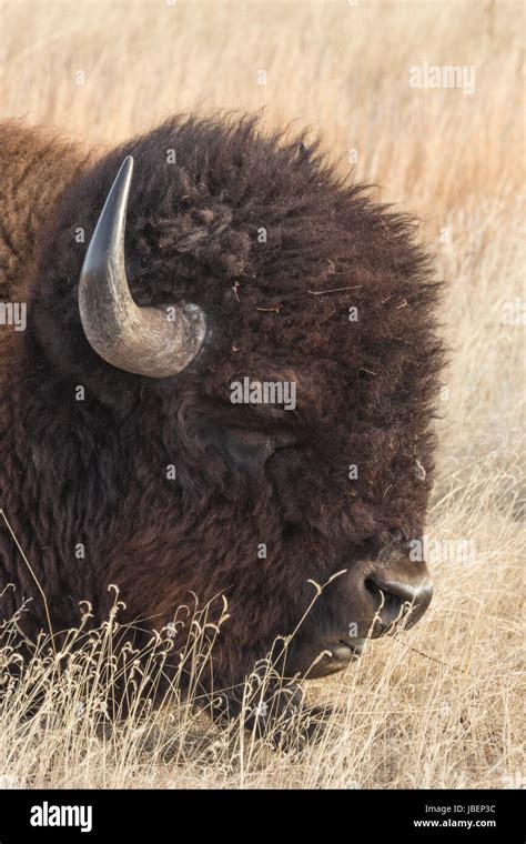 Bull Buffalo Laying In The Prairie Grass Stock Photo Alamy