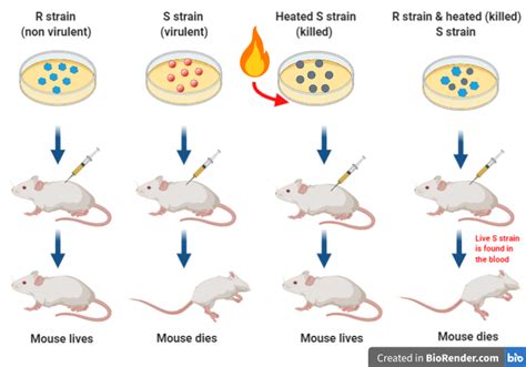 Classic experiments: DNA as the genetic material - Simplebiol