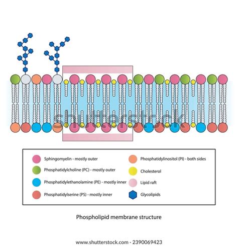 Diagrams Showing Schematic Structure Cytoplasmatic Membrane Stock ...