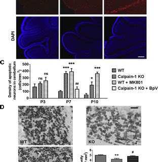 Increased Apoptosis During Postnatal Development And Decreased Density