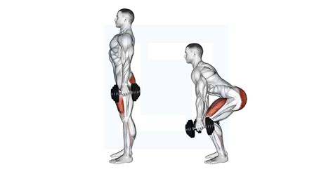 Dumbbell Squat Guide Benefits And Form