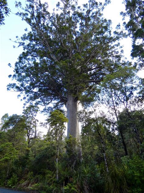 New Zealand – Giant Kauri Trees at Waipoua National Park – Travel2Unlimited