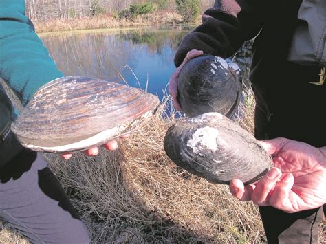 Shell shock: Giant invasive mussels eradicated from U.S. ponds – Aruba