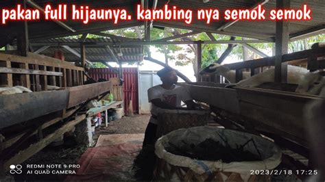 Berawal Dari Ternak Ikan Cupang Kini Beralih Ke Ternak Kambing