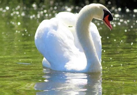 Swan Photograph Male Swan Painting By Carol Montoya Swan Painting