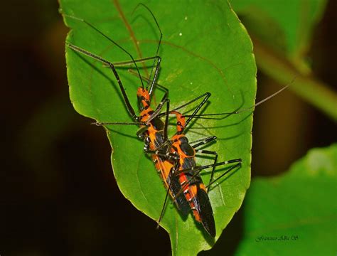 Chinche Asesino Zelus Longipes Milkweed Assassin Bug Flickr