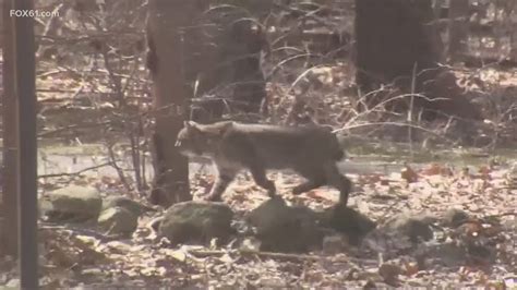 Man injured in bobcat attack while camping in Connecticut | fox61.com