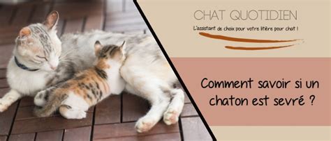 Sevrage chaton quand et comment savoir si le chaton est sevré