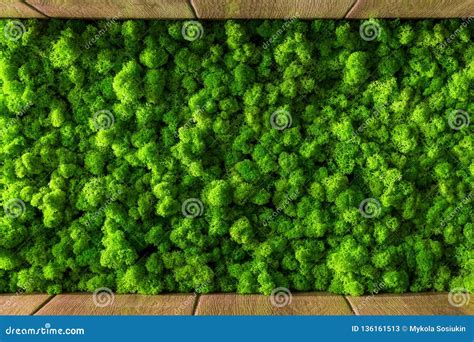 Decorative Moss For Interior Decoration Design Moss Elements