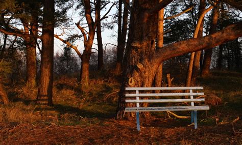 Fotos Gratis Paisaje árbol Naturaleza Bosque Desierto Rama