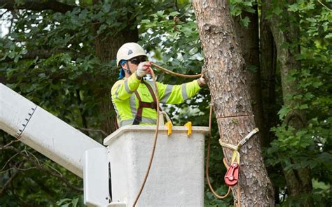 How To Become A Certified Arborist