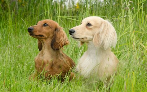 Hd Wallpaper Of Charming Dachshunds In Nature