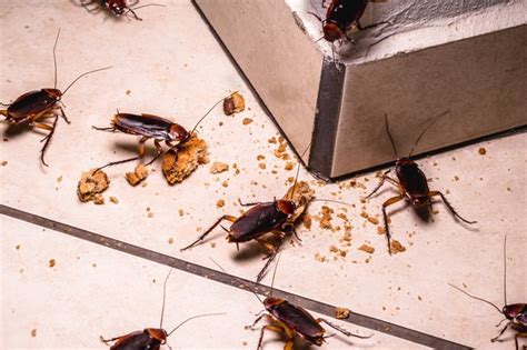 How to Get Rid of Bugs in the House | Hunker