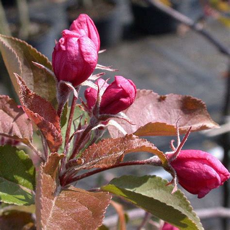 MALUS RED OBELISK Houtmeyers Plantencentrum En Boomkwekerij Laakdal