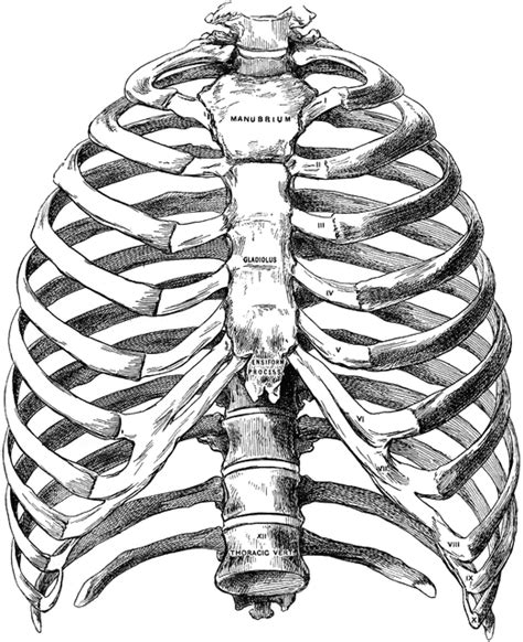 Anterior View Of Bony Thorax Clipart Etc