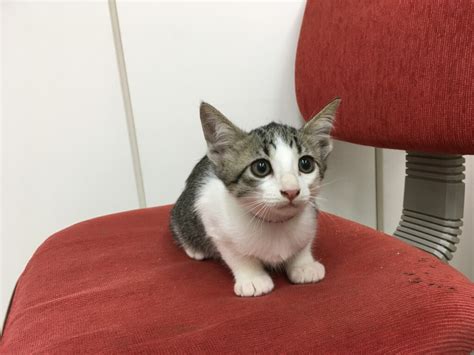 子猫ちゃんの里親さんを募集しています。 ほしの動物病院