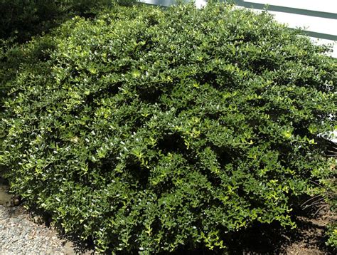 Japanese Holly | Pro 1 Landscaping