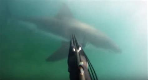 The Scariest Great White Shark Attack Ever Caught On GoPro!