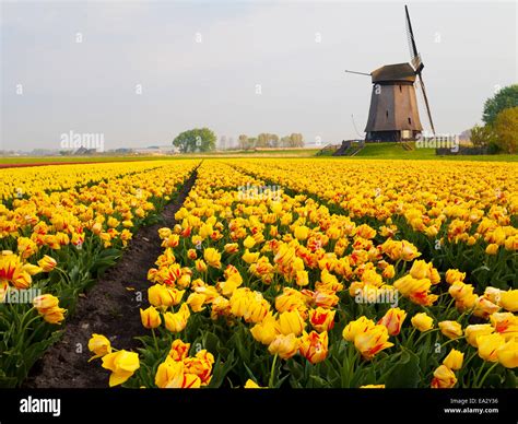 Windmill And Tulip Field Near Schermerhorn North Holland Netherlands