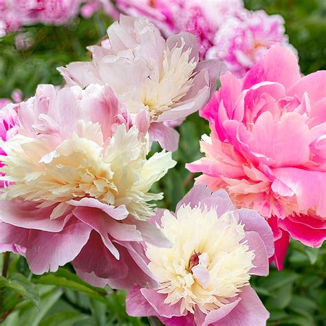 Peonies Sorbet Plants Bulbs And Seeds At