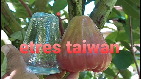 Mengintip Jambu Air Yg Induknya Di Dapat Langsung Entresnya Dari Taiwan