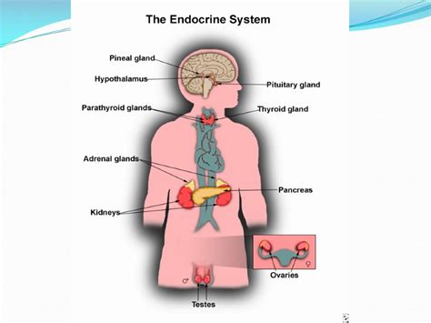 Endocrine System Human Body Is Controlled By 2