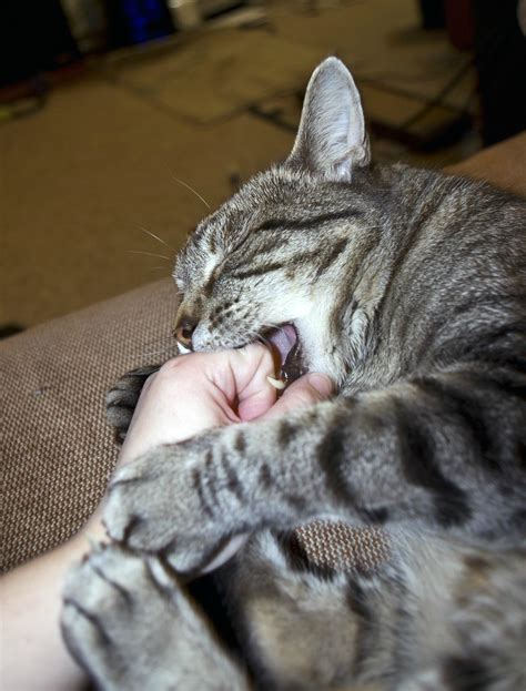 Here S My Pussy Let S See Yours SFW R Actuallesbians