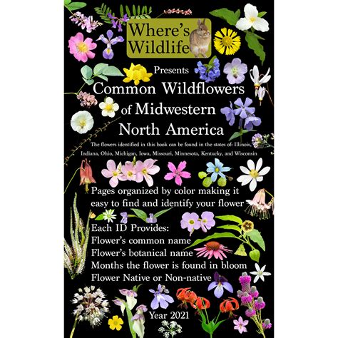 Native North America Swamp Wildflowers Flower Identification Poster
