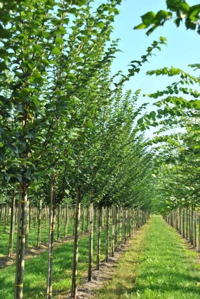 Ulmus Vada Wanoux Ulmaceae Van Den Berk Nurseries