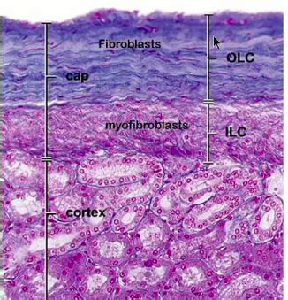 Renal Capsule Histology