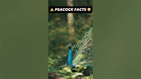 3 Interesting Facts About Peacocks ⚠️😳 Shorts Youtube