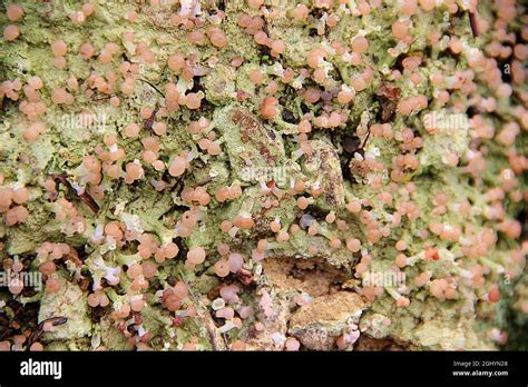 Pink Dot Lichen Dibaeis Or Baeomycetes Stock Photo Alamy