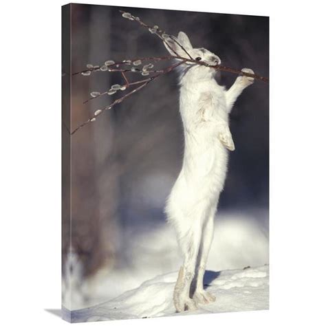 X In Snowshoe Hare Feeding On Pussy Willow In The Winter Alaska Art Print Michael