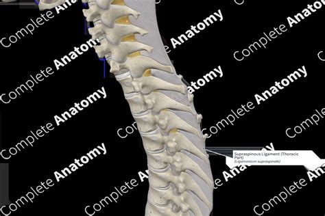 Supraspinous Ligament Thoracic Part Complete Anatomy