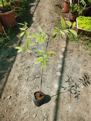 Well Drained Green White Sandalwood Plant For Medicinal At Rs