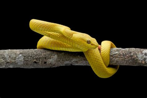 Premium Photo The White Lipped Pit Viper Or White Lipped Tree Viper