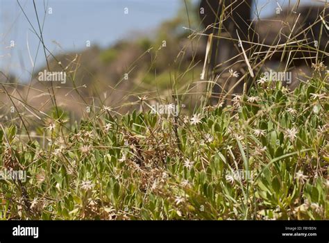 green  yellow grass stock photo alamy