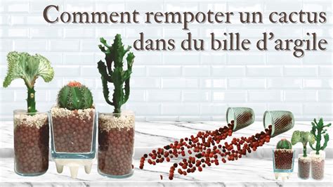 Comment Rempoter Un Cactus Dans Du Bille Dargile Youtube