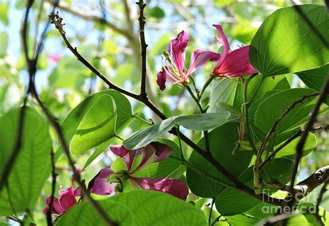 Purple Orchid Tree Photograph by Beth Williams - Fine Art America