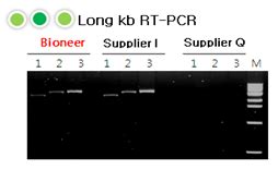 Accupower Rocketscript Rt Pcr Premix T L