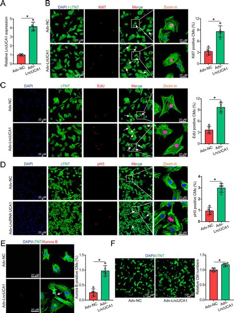 Upregulation Of Lncrna Uca1 Promotes Cardiomyocyte Proliferation By