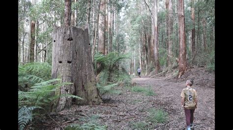 The Ada Tree Filmed On A Mavic Pro Drone The Oldest Tree In Victoria