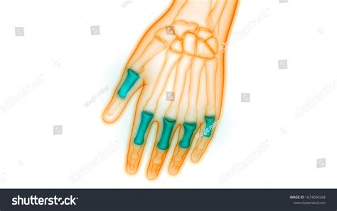 Human Skeleton System Proximal Phalanges Joints Stock Illustration ...