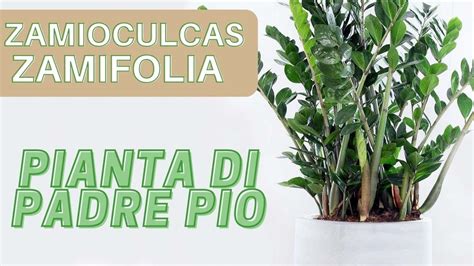 PIANTA DI PADRE PIO La ZAMIOCULCAS ZAMIFOLIA Pianta Facile Da Tenere In