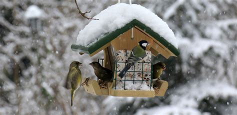 Vögel im Winter füttern Praktische Tipps