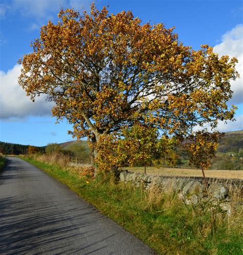 Tour Scotland Photographs: Tour Scotland Photographs Autumn Trees Rural ...