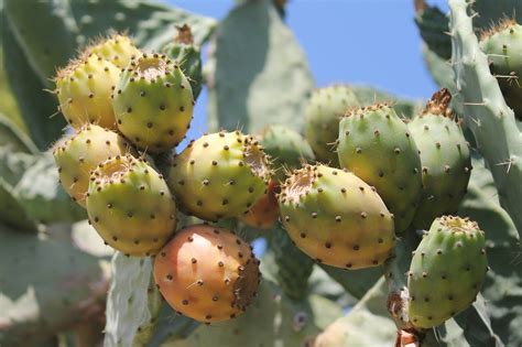 Qué beneficios tienen las tunas 5 razones saludables para disfrutar